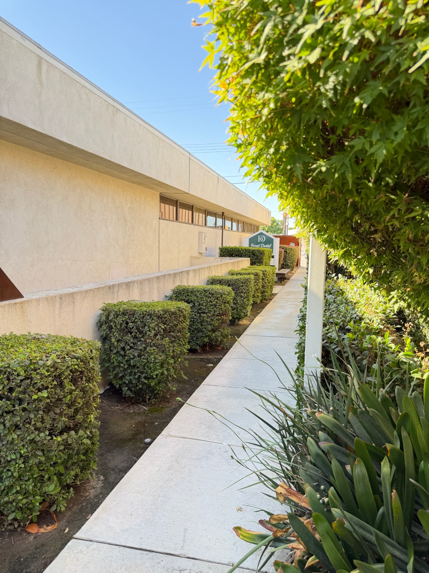 Forest Dental Group side walkway entrance with manicured hedges and the practice sign.
